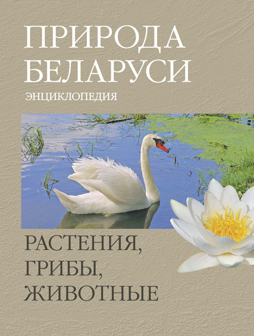 Фото раздела